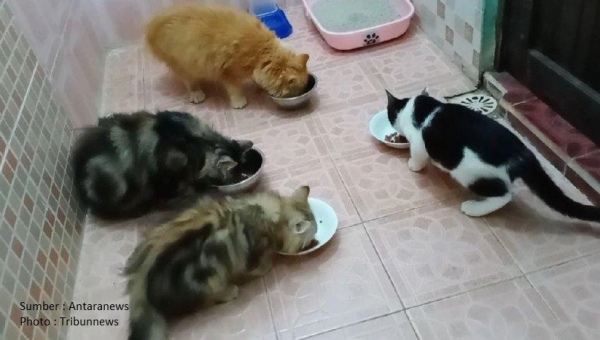 Warga Banjarmasin Ramai-Ramai Hindari Kerumunan Kucing Secara Alami