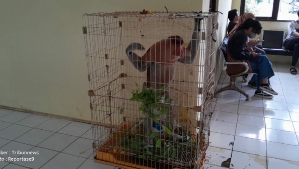 Ada Bekantan Berukuran Besar Berkeliaran di Kampung Sasirangan