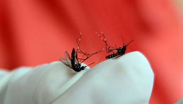 Waspada! DBD Banjarmasin Katanya Meningkat
